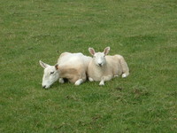 A lamb with its newly-shorn mother