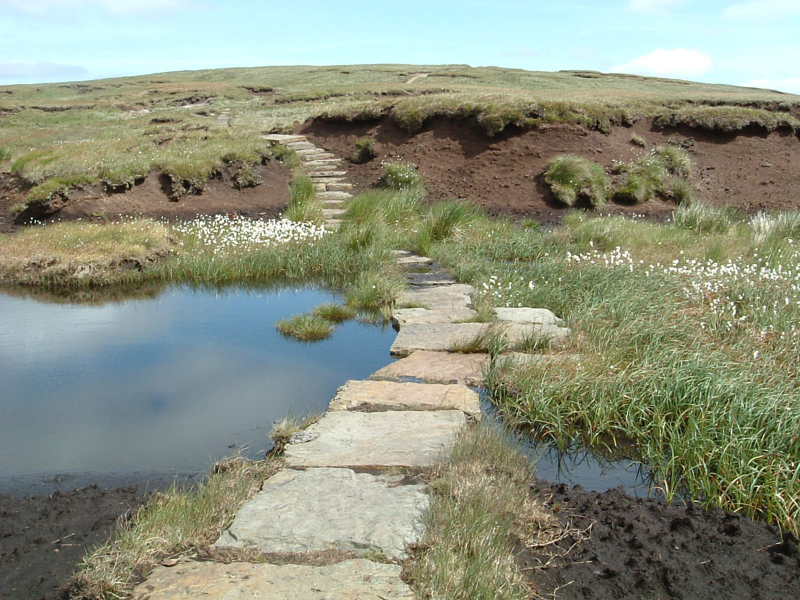 A set opf paving slabs crossing a very wet bit of bog