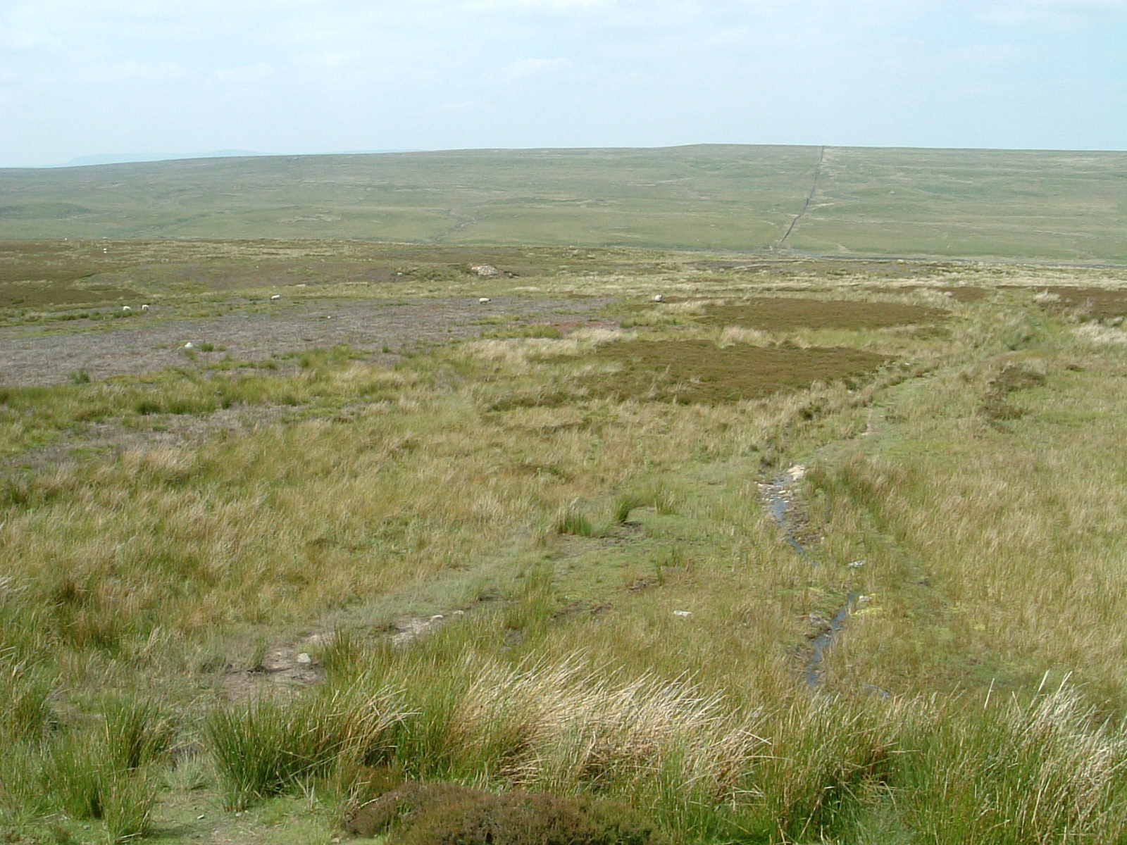 Cotherstone Moor