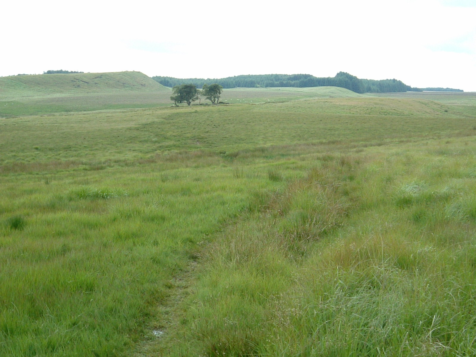 Haughton Common