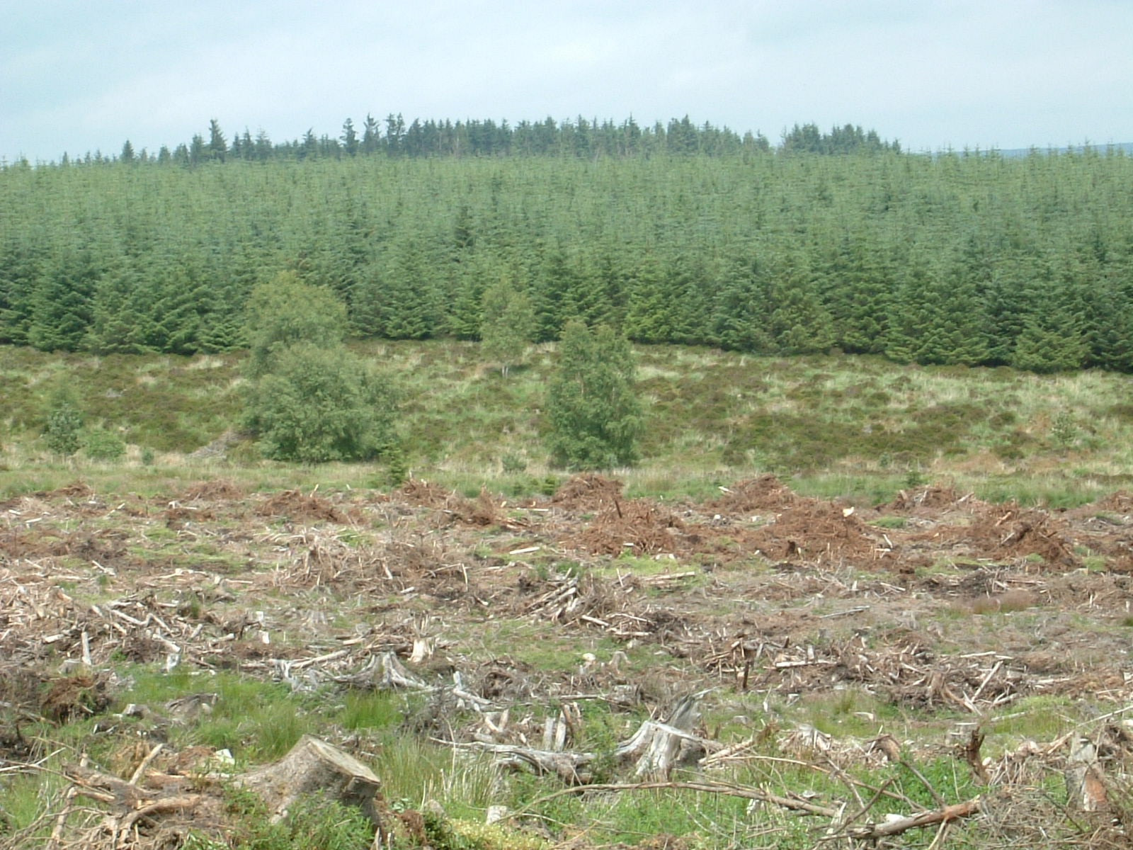 The forests of Kielder
