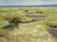 Peat bog after Mill Hill