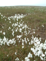 Cotton grass