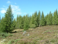 Heather and pine on the Great Glen Way