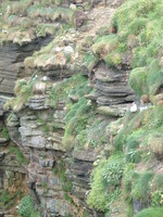 Geo of Sclaites, Duncansby