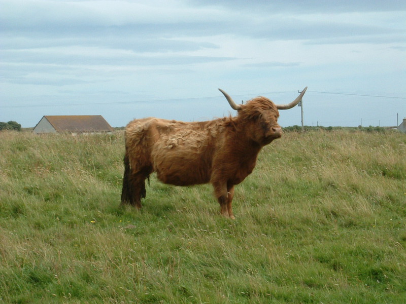 A Highland bull near Wick