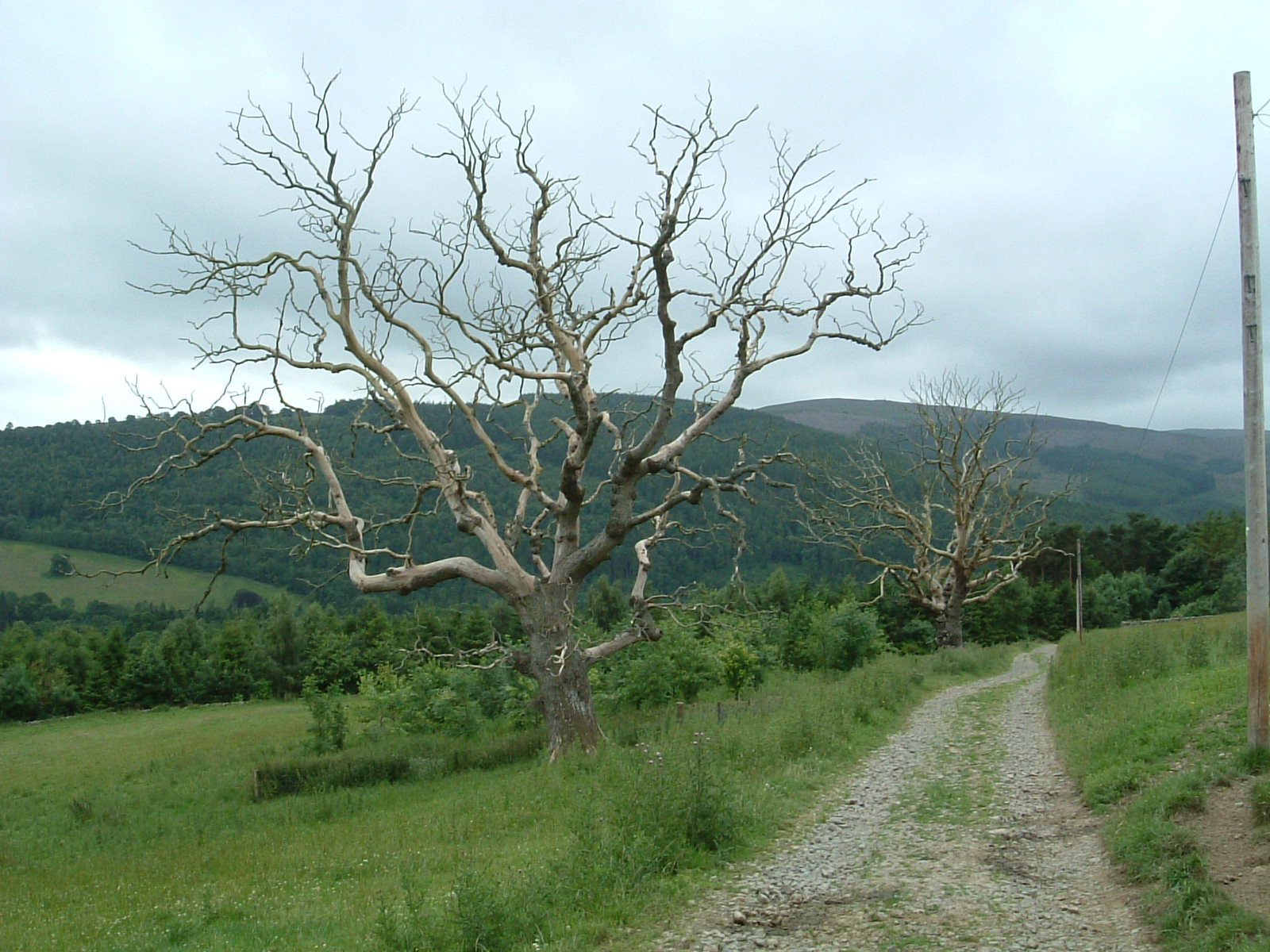 Eerie trees on the way to Yair Forest