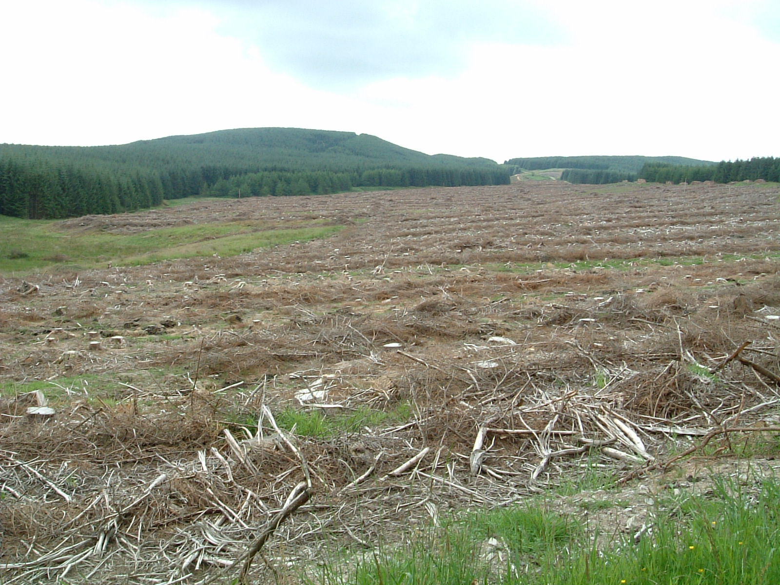 Cloich Hills Forest