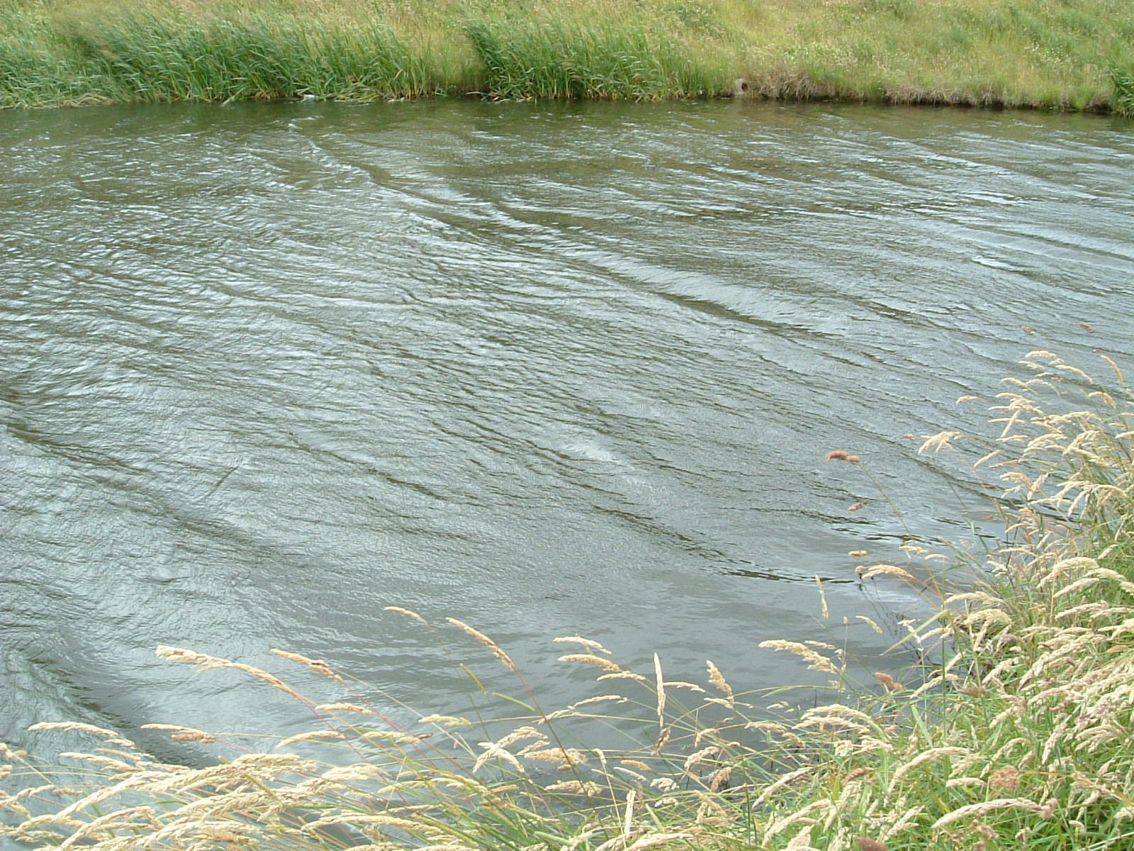 Wind ruffling the Union Canal