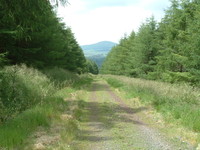 Cloich Hills Forest