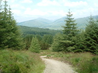 The forest above Crianlarich