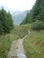 The Nevis Forest