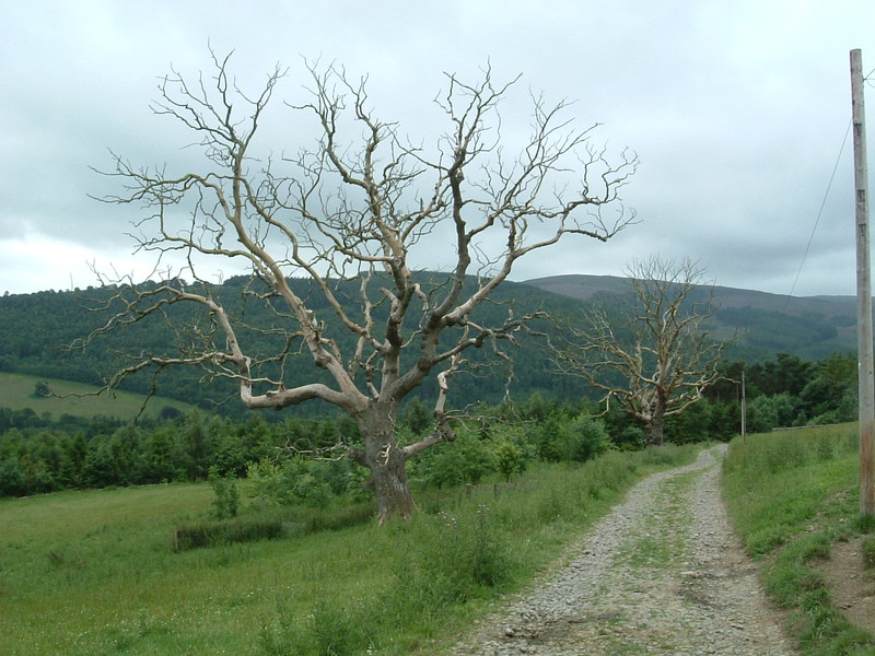 Eerie trees on the way to Yair Forest
