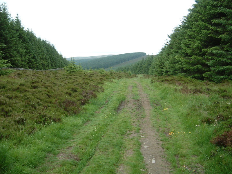 Elibank and Traquair Forest