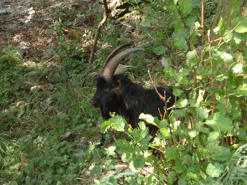 A mountain goat by Loch Lomond