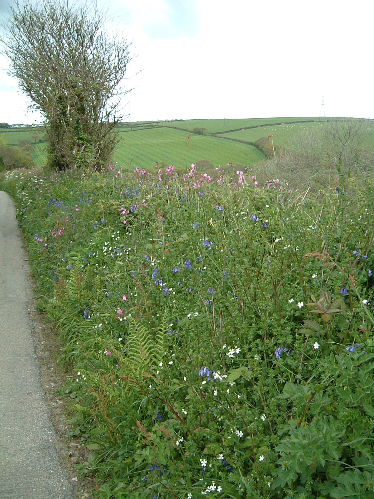 Cornish hedgerow in Treworgan