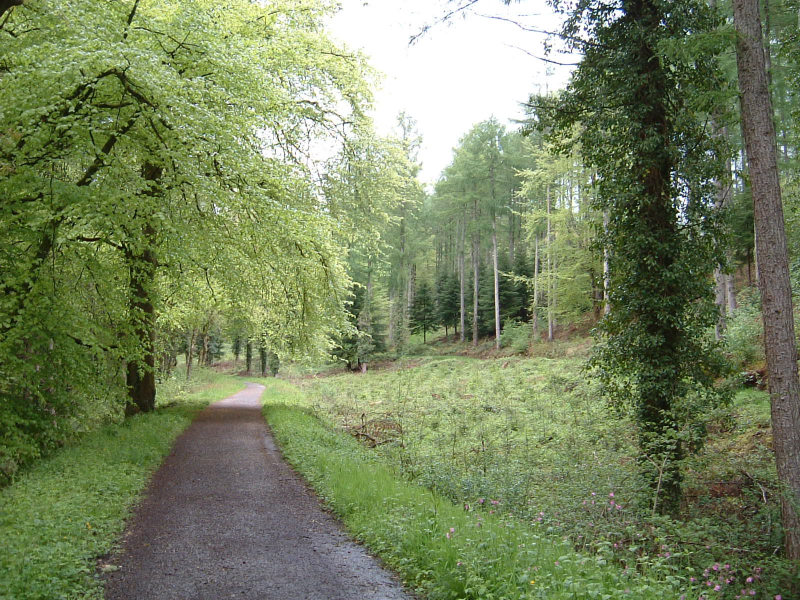 Park Wood on the Camel Trail