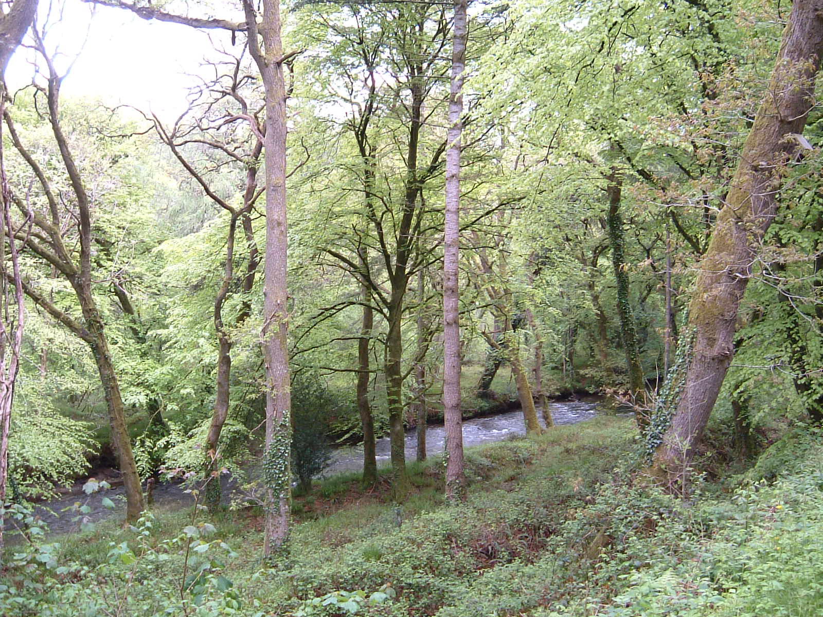 Park Wood on the Camel Trail