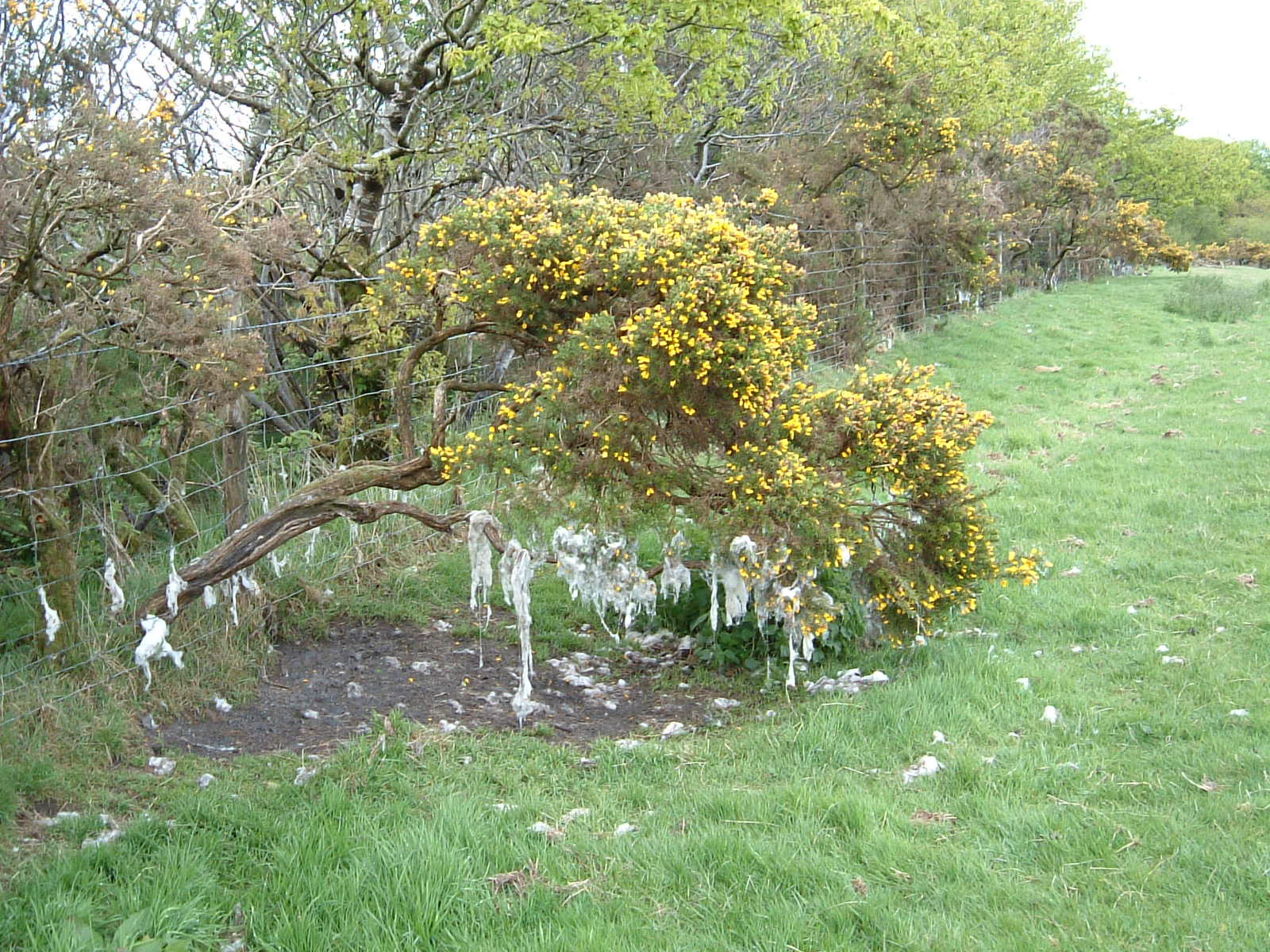 Wool on a bush that looks a little like snow