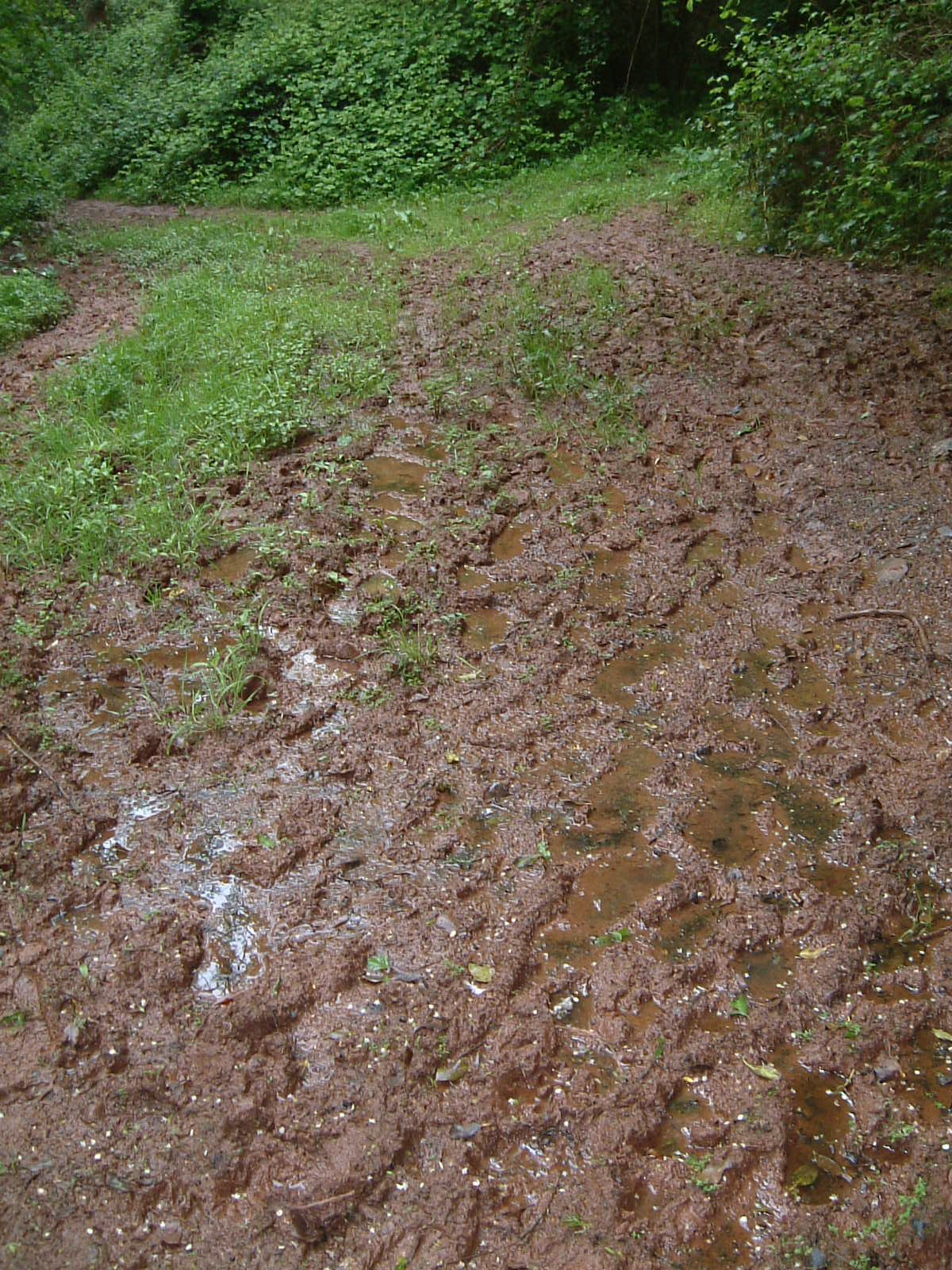 A very muddy path