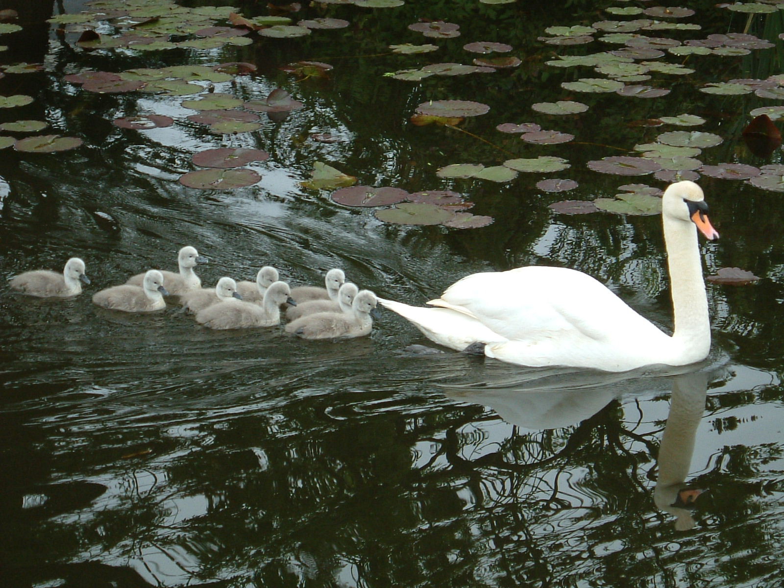 A family of swans in Sampford Peverell