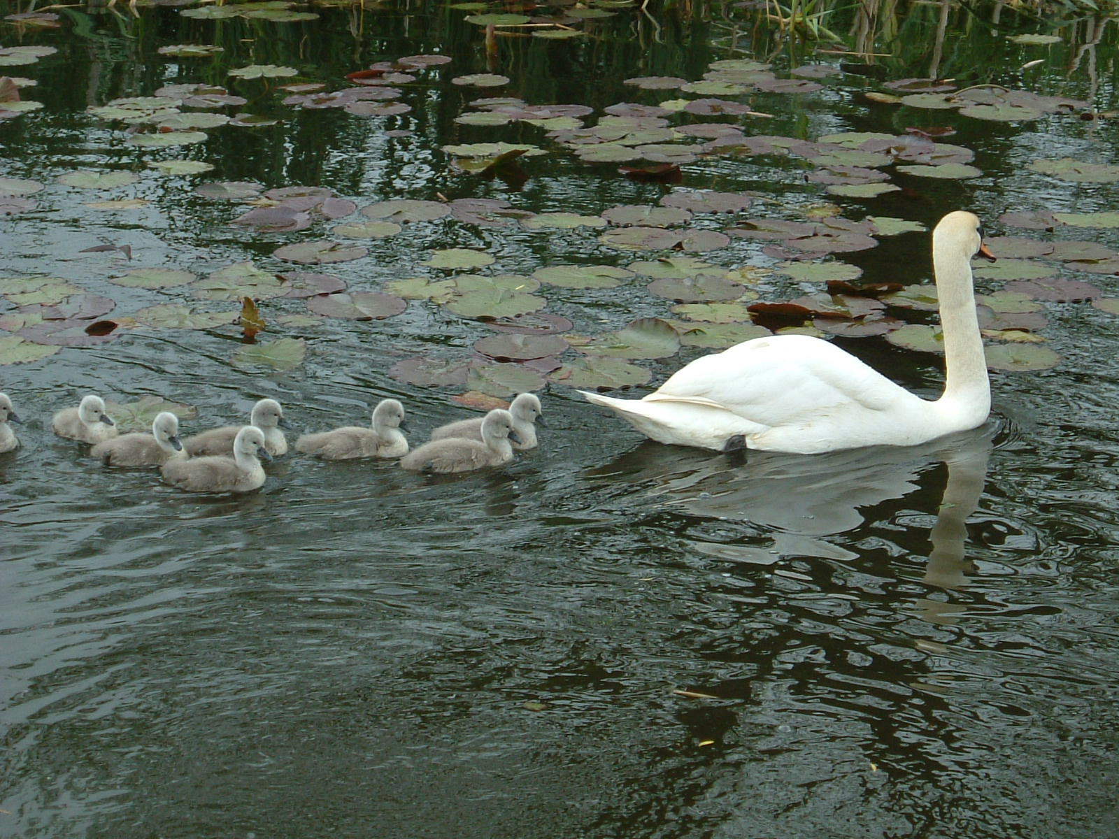 A family of swans in Sampford Peverell