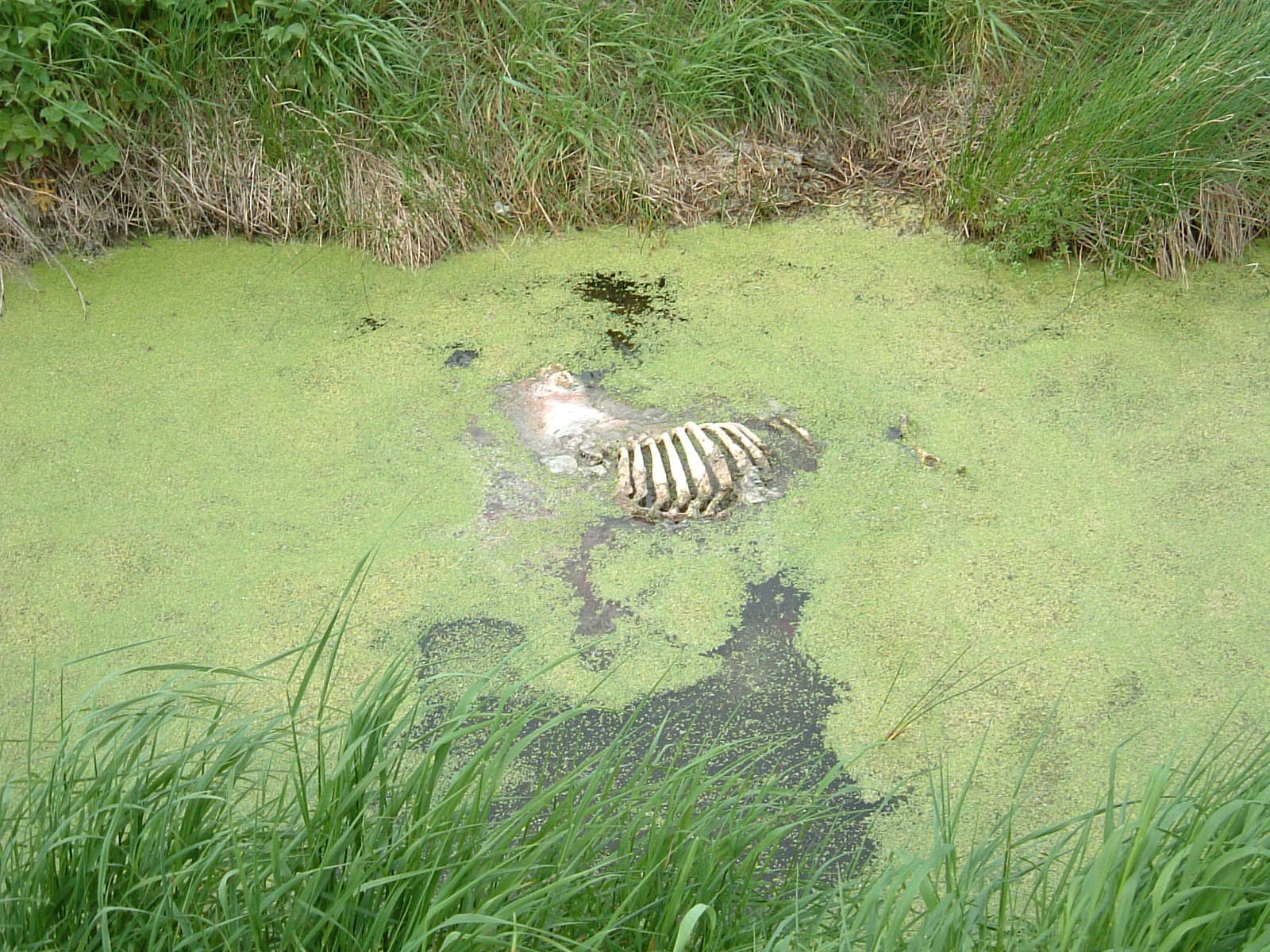 A dead animal in the irrigation channels along Butleigh Drove