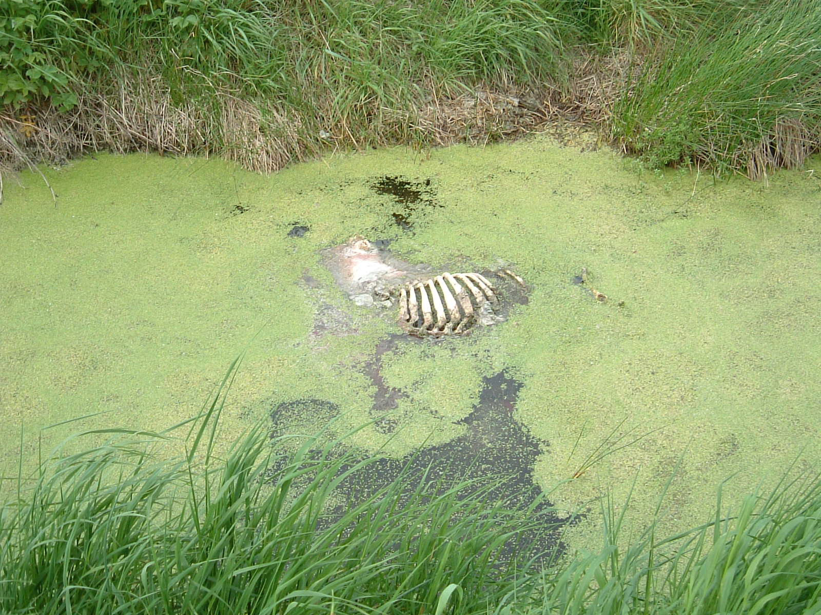 A dead animal in the irrigation channels along Butleigh Drove