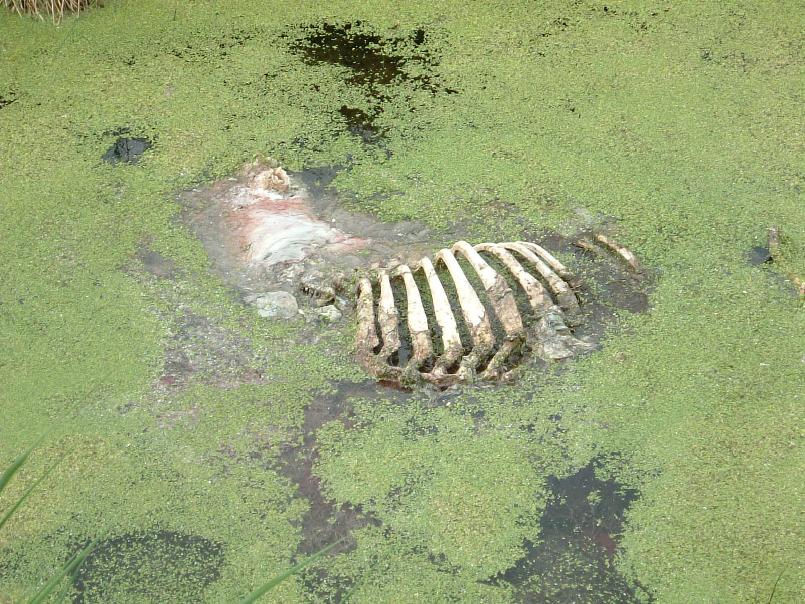 A dead animal in the irrigation channels along Butleigh Drove
