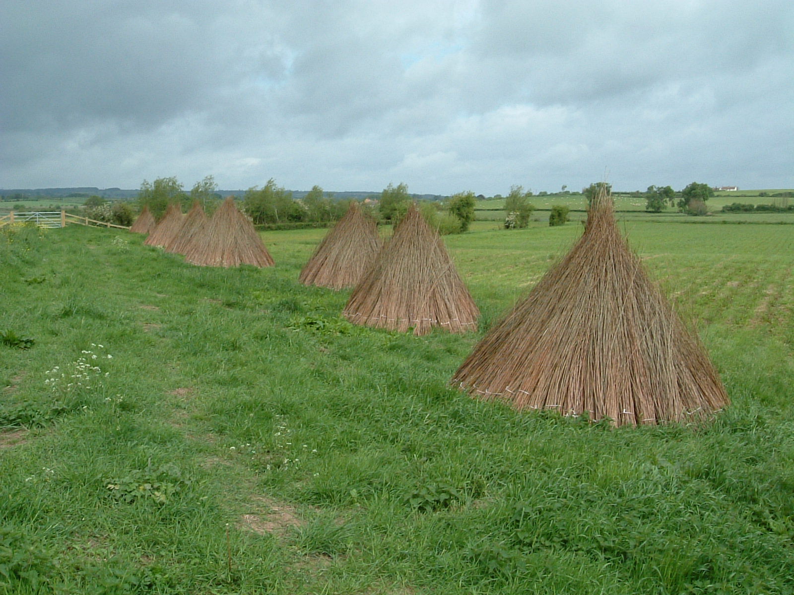 A stook of withies by the River Tone