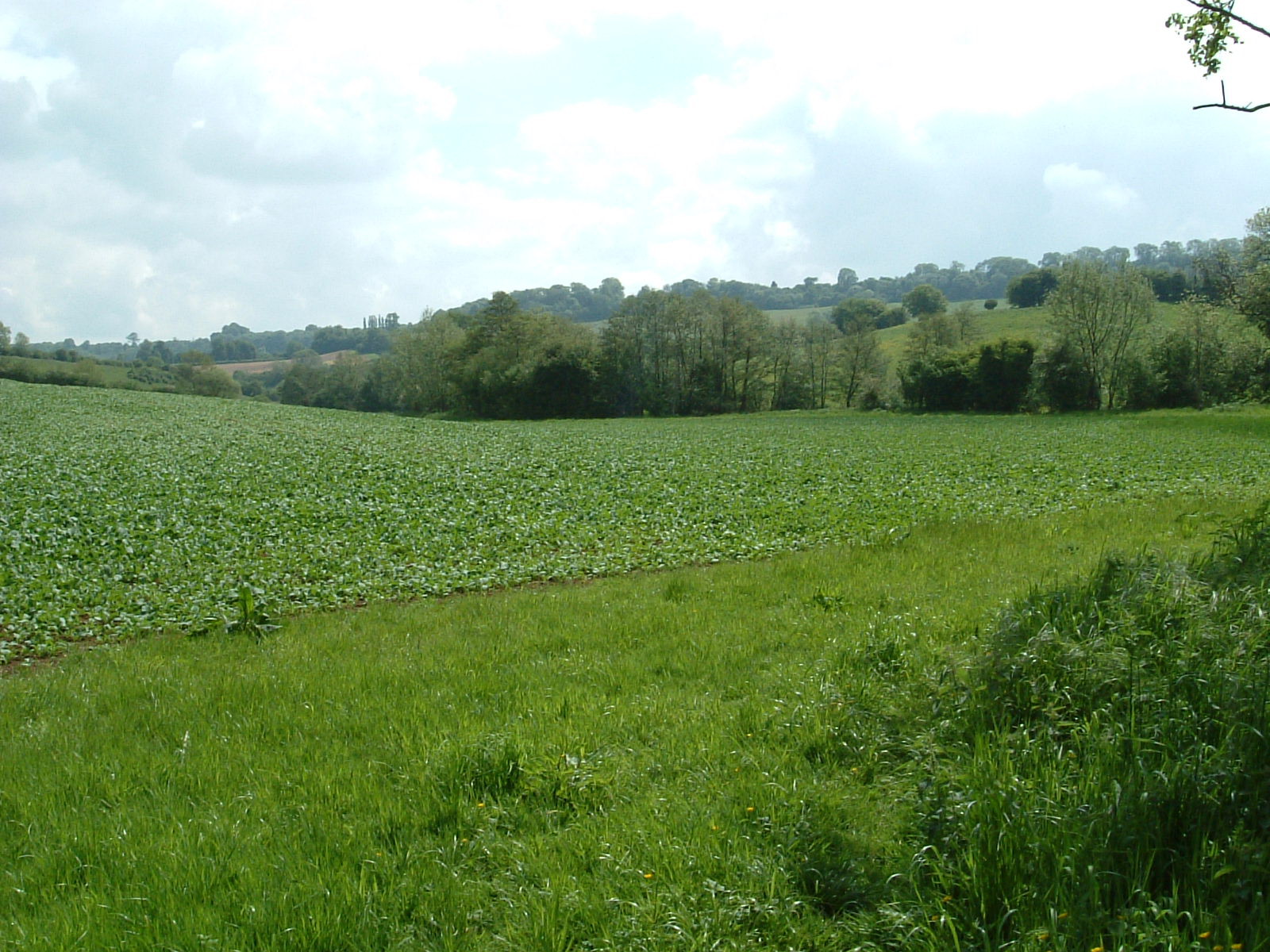 Views along the Cam Brook