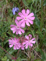 Cornish hedgerow in Treworgan