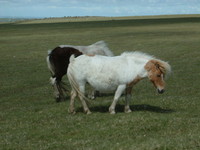 Horses on West Moor, Bodmin Moor