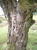 A tree carving saying 'I love you'