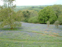 A field of bluebells on the Granite Way
