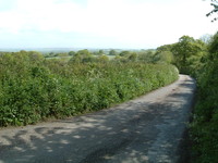 A lane in Devon