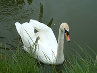 A swan on the Great Western Canal