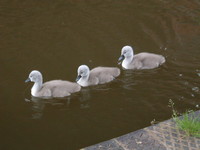 Cygnets on the Bridgwater and Taunton Canal