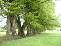Old trees north of Maesbury Castle