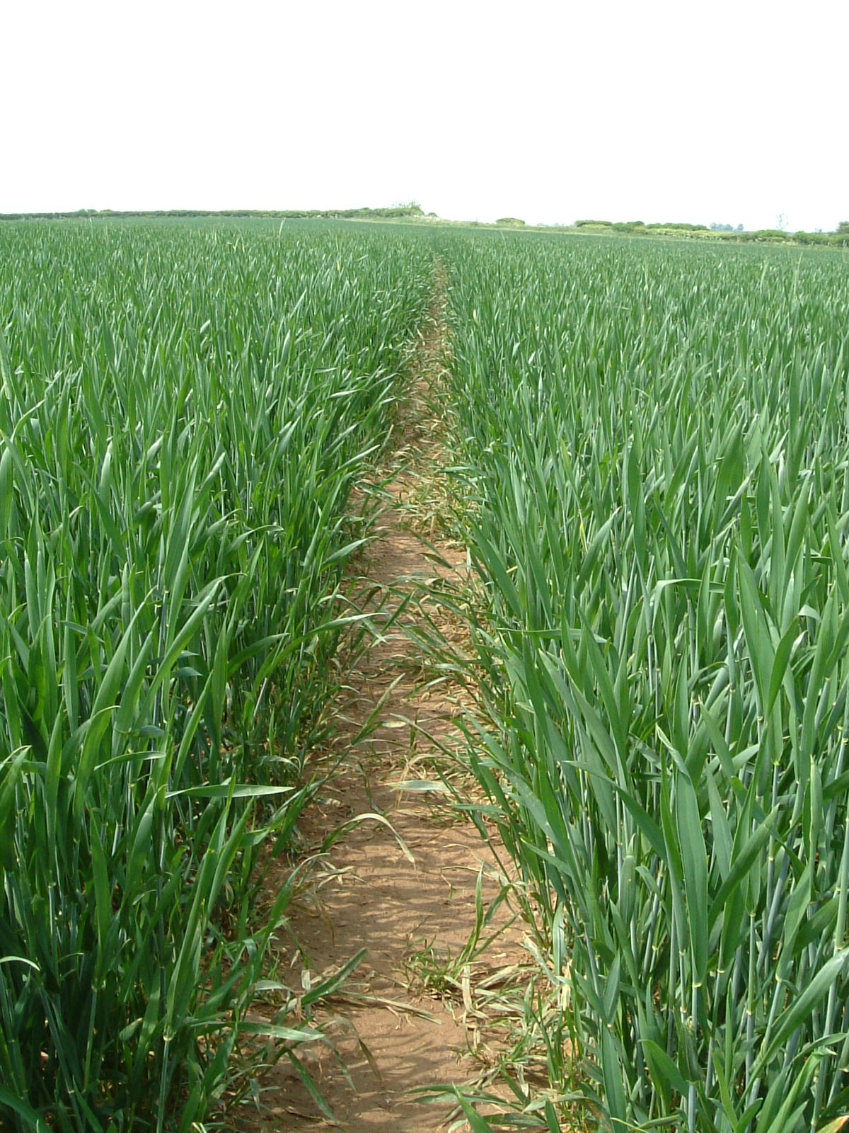 A field with a path through the crops