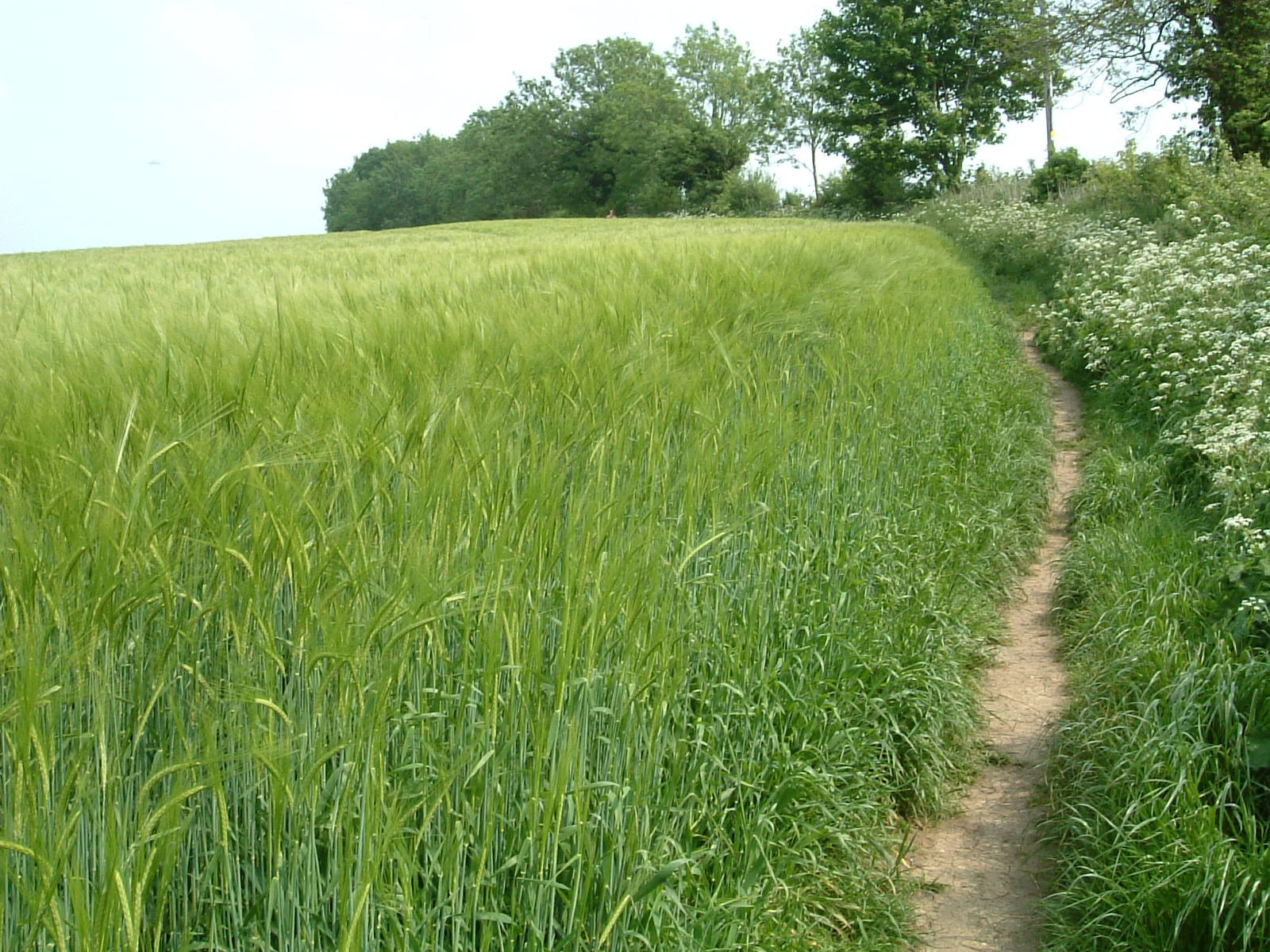 A field with a path round the side of the crops