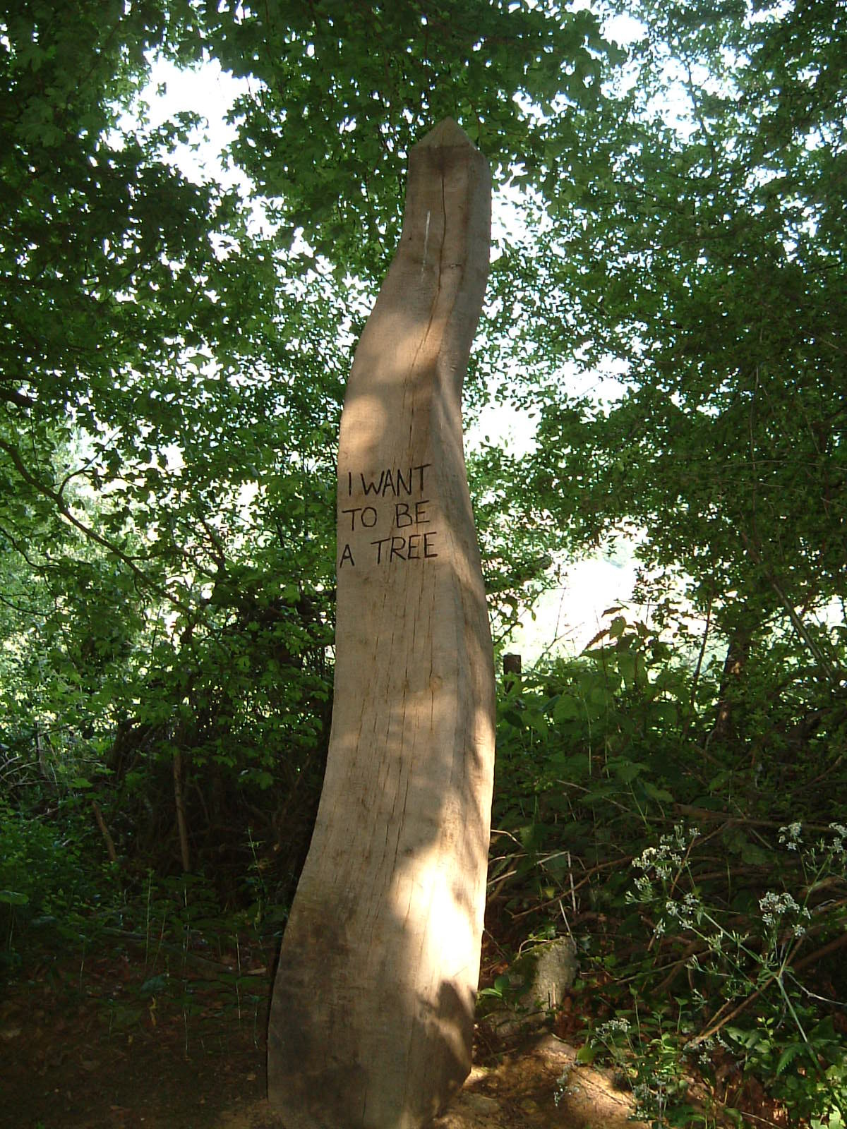A tree with a carving 'I Want to be a Tree'