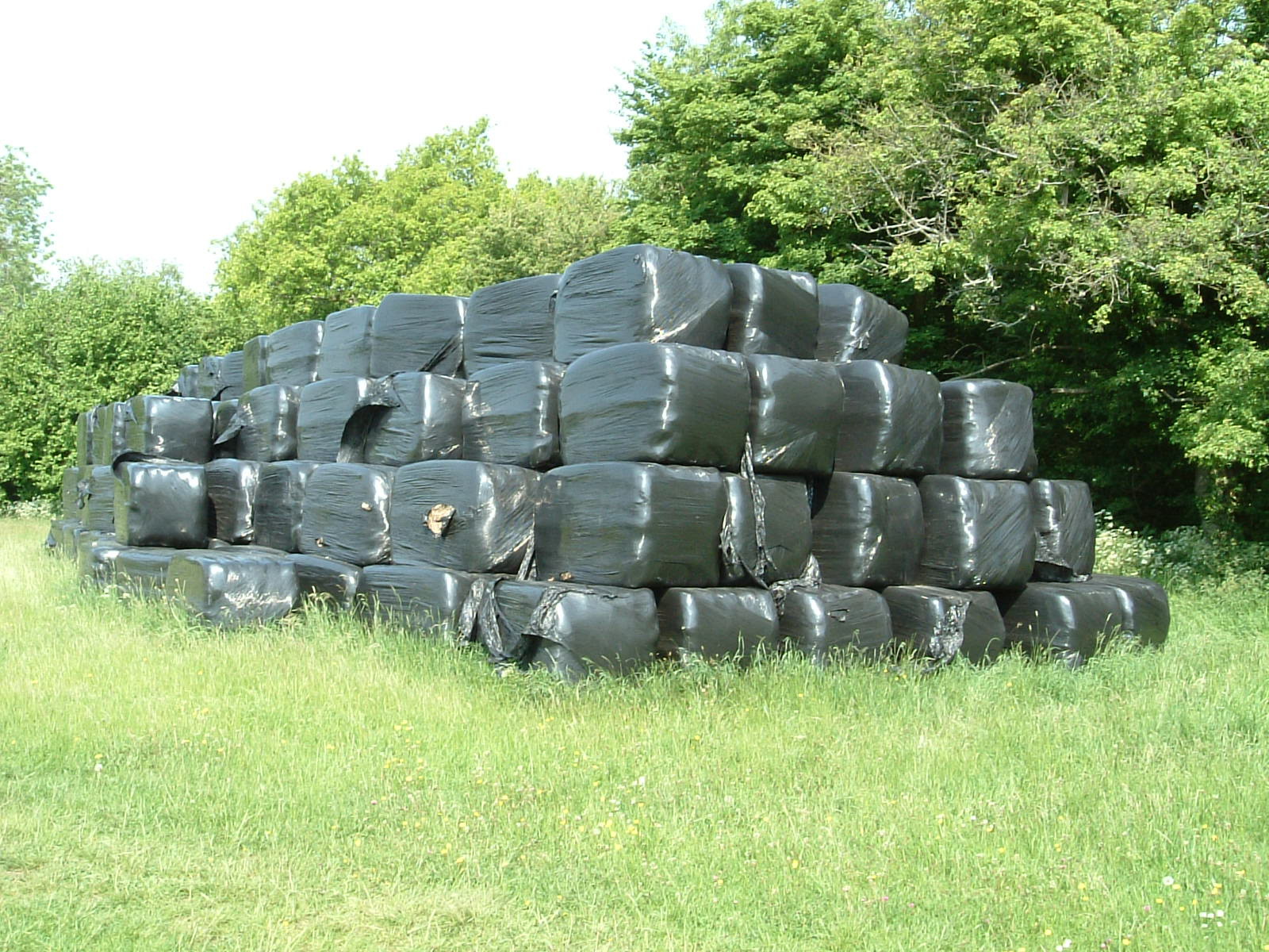 Silage bags stacked in a field