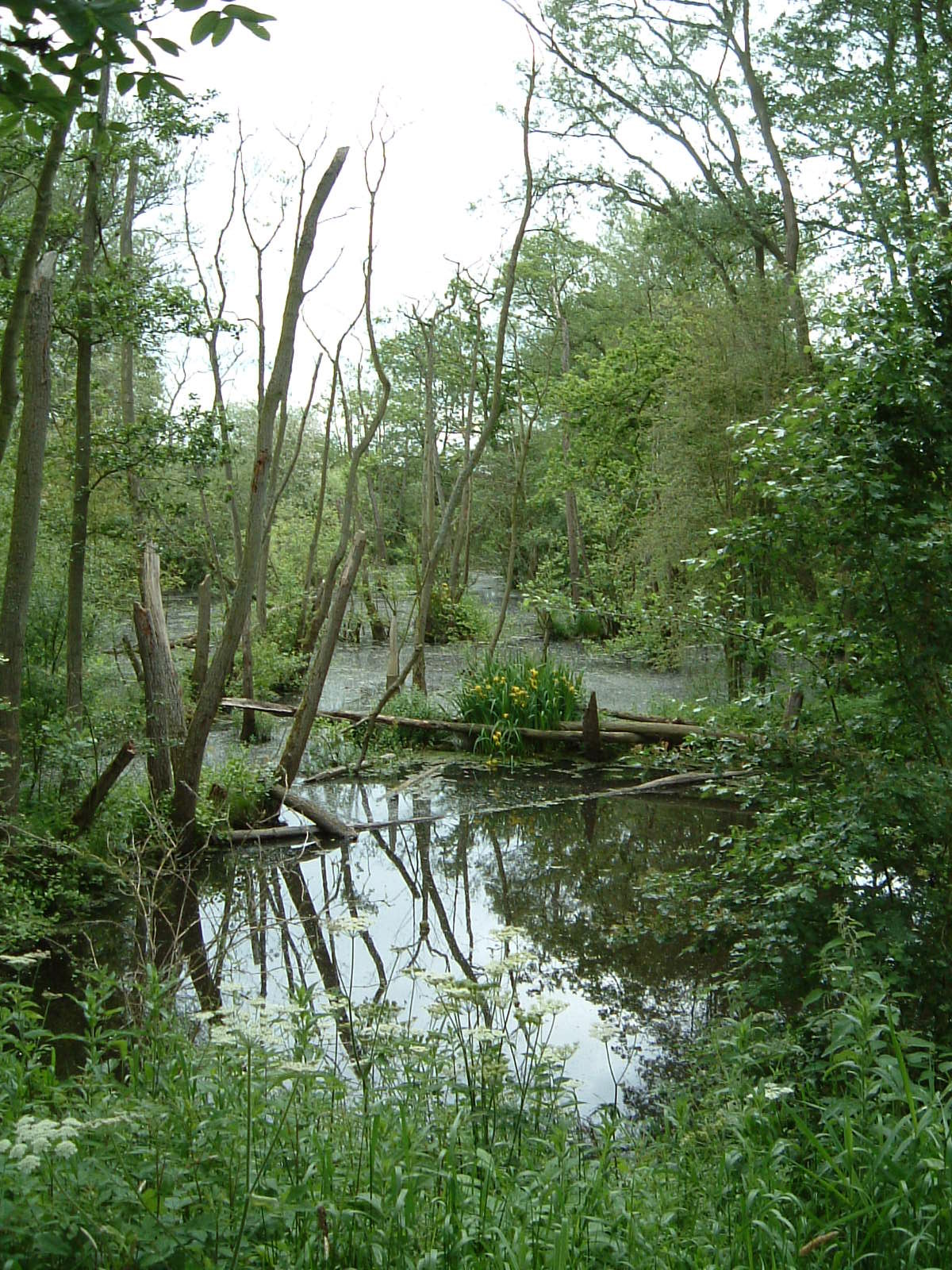 A rather wild nature reserve near Sandhurst