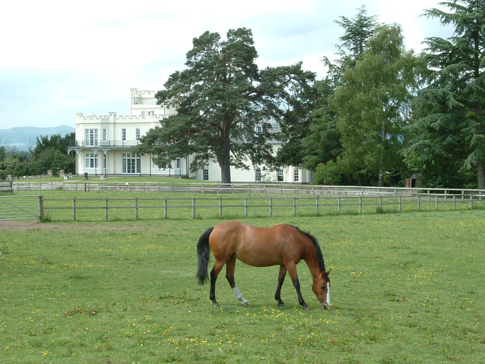 A horse grazing in front of Severn Bank