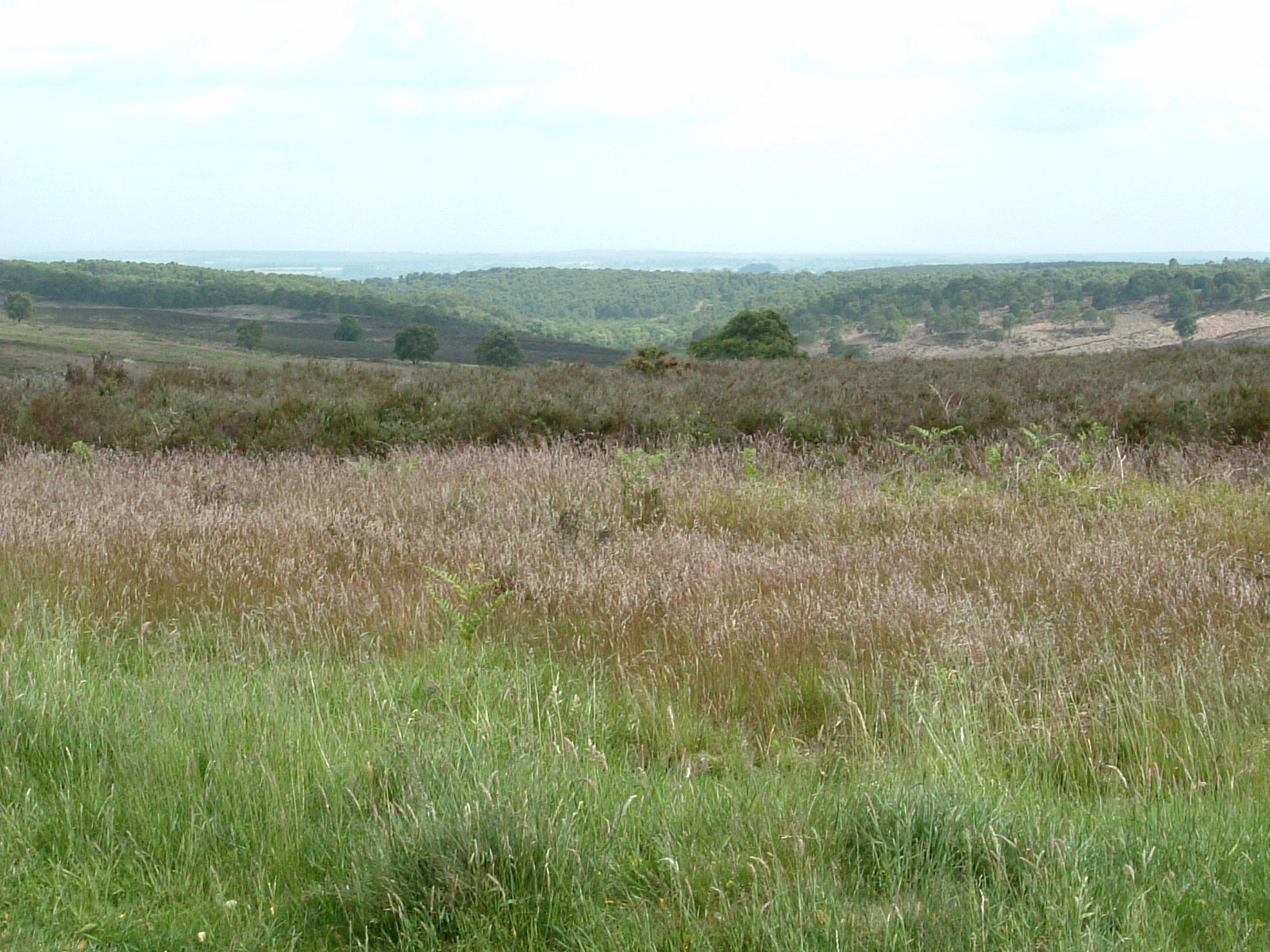 Cannock Chase