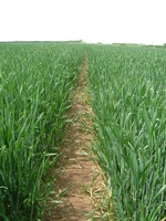 A field with a path through the crops