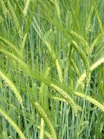 Barley near Dyrham