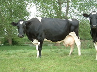 A cow with painfully full udders