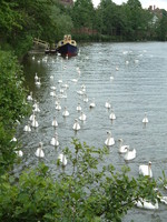 The swans of Worcester